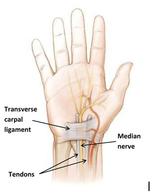 carpel